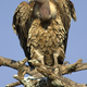 Illustration for article titled This Bird is the Highest Flier in the World. Guess How We Found That Out.